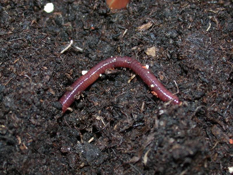 Lumbricus terrestris